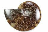 Polished Ammonite (Cleoniceras) Fossil - Madagascar #364972-1